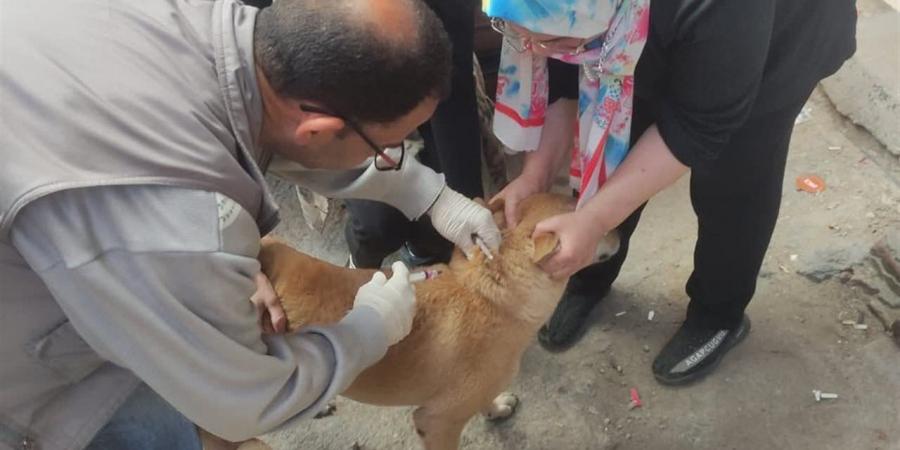 استجابةً لشكاوى المواطنين.. حملة مكبرة بحي المنتزه أول لتطعيم وتعقيم الكلاب الضالة