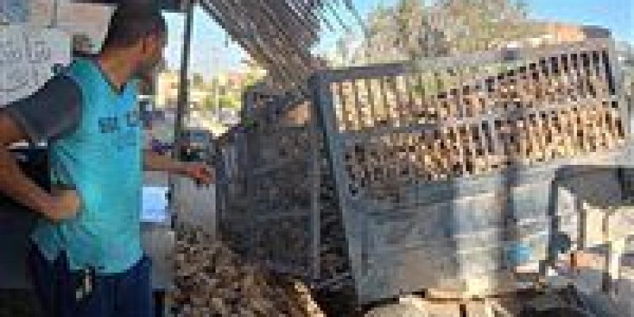 اختلال مقطورة جرار زراعي محمّلة بالبنجر في الفيوم بسبب أعمال الحفر دون إصابات