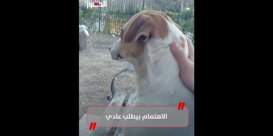 الاهتمام بيطلب عادي.. شاب يعطف على كلب في الشارع (فيديو)