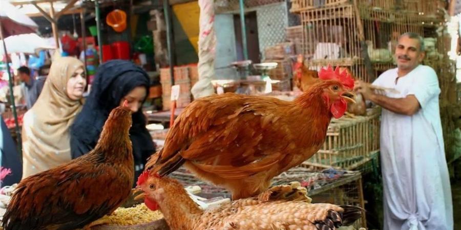 أسعار الدواجن في الدقهلية اليوم الثلاثاء 5 مايو 2026