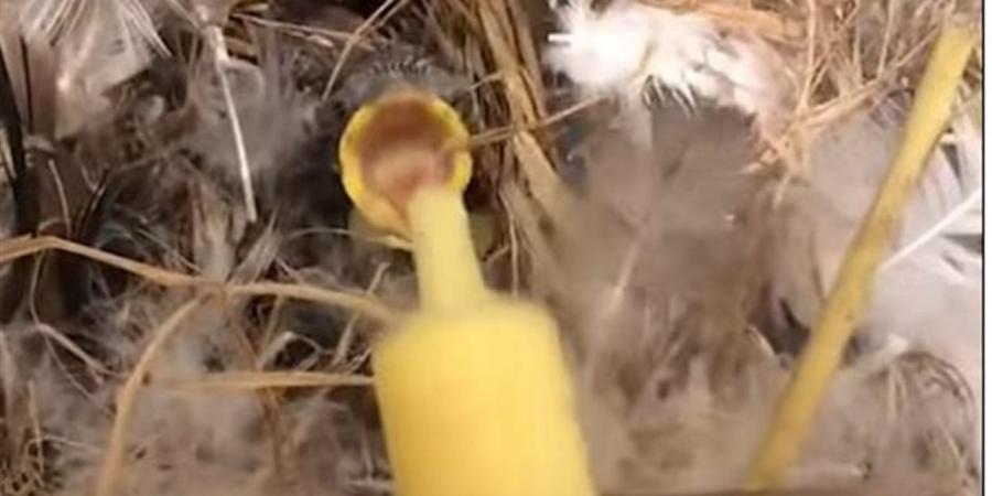 الراحمون يرحمهم الله.. أنقذ عش في منزل الزوجية ويربي طائر صغير (فيديو)