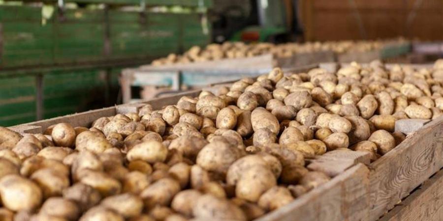 230 ألف طن صادرات غذائية.. والموالح والبطاطس على رأس القائمة