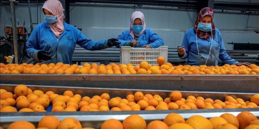 بزيادة 20.3%.. الصادرات الزراعية تقفز إلي 1.2 مليار دولار خلال شهرين