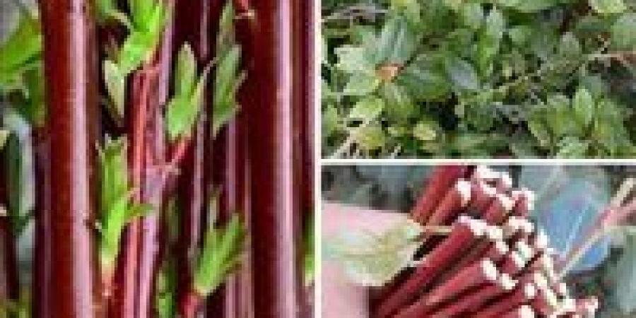 أستاذ ببحوث المخدرات: مخدر القات يسبب سرطان الفم والأمعاء