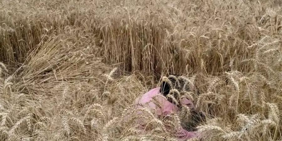 "الزراعة" خلال أسبوع.. احتفالية فميكنة حصاد القمح وطرح 15000 رأس لعيد الأضحى
