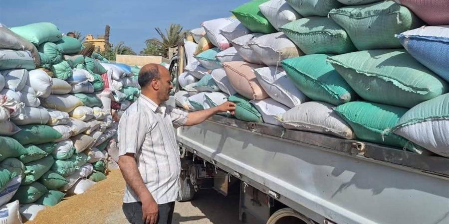 137 ألف طن حصيلة توريد القمح للشون والصوامع بالغربية حتى الآن