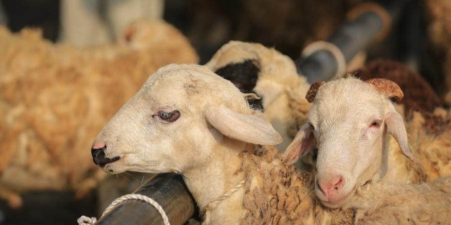 قبل ما تشتري أضحية العيد.. تعرف على الأسعار الرسمية وكيفية معرف الذبيحة "المغشوشة"