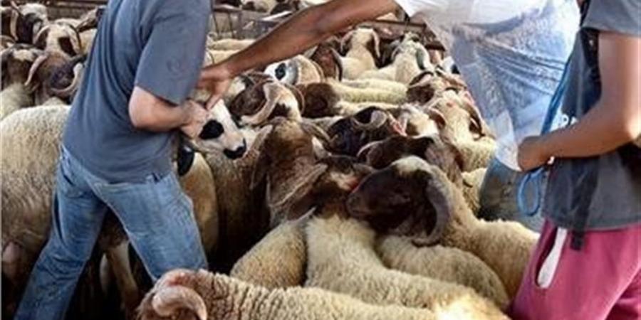 حكم تقسيط الأضحية في عيد الأضحى 2026.. دار الإفتاء توضح