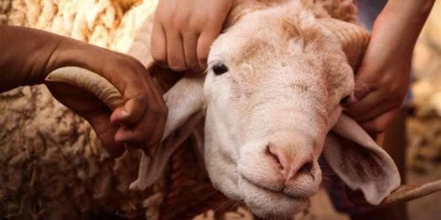 "الجزارين" تستعد لعيد الأضحى بتجهيز الذبائح وزيادة المعروض من الأضاحي