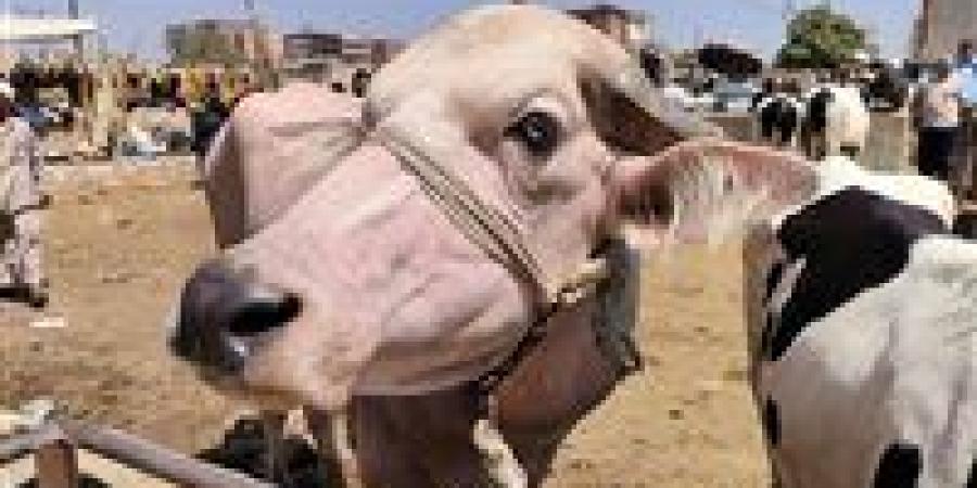 هل يجوز شراء الأضحية بالتقسيط؟.. أمين الفتوى يجيب