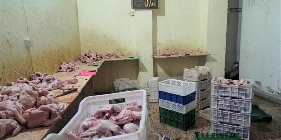 غلق 10 منشآت مخالفة وإعدام 56 كيلو دواجن فاسدة خلال حملات شرق الإسكندرية