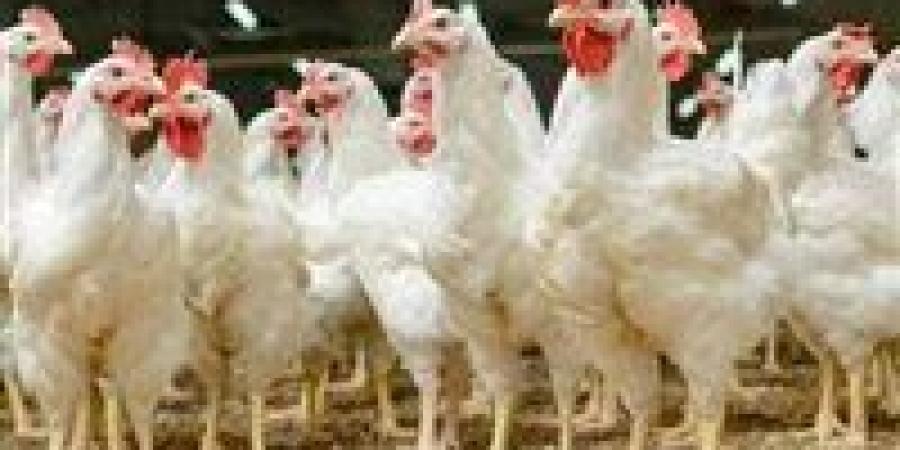 عاجل.. أسعار الدواجن بالأسواق اليوم السبت