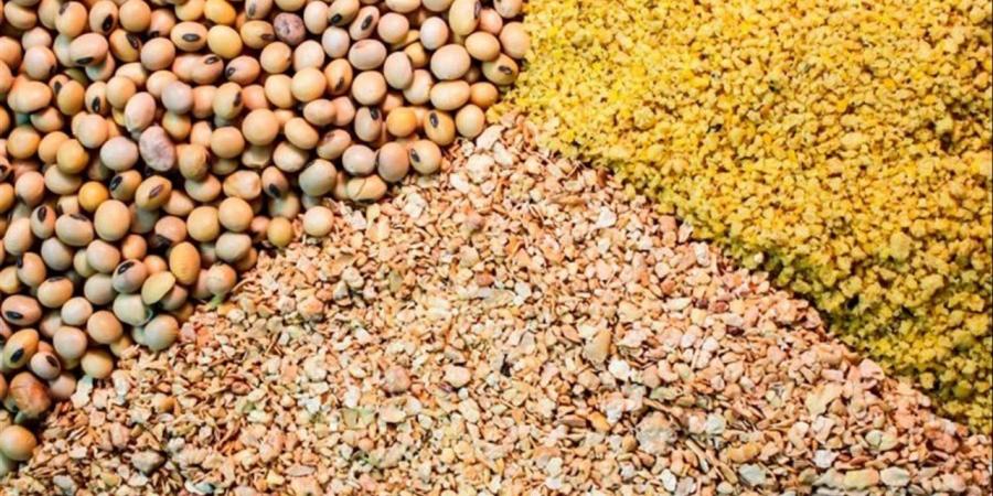 أسعار الأعلاف في محافظة الغربية اليوم الأحد 24 مايو 2026