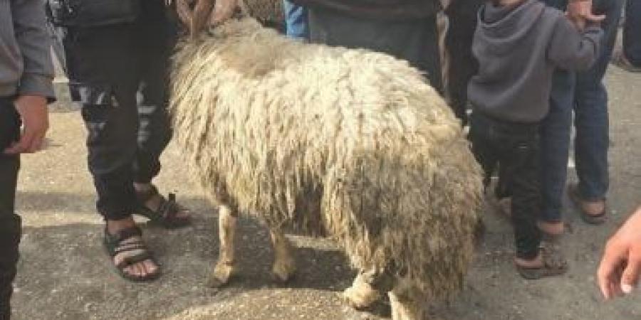 متحدث وزارة الزراعة فى غزة: سعر خروف الأضحية تجاوز الـ 5 آلاف دولار