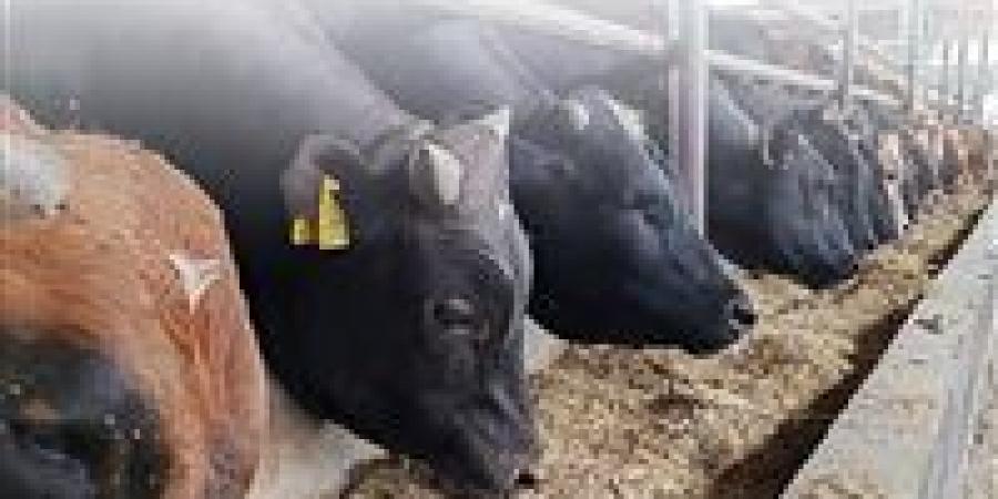 استعدادات الدولة لاستقبال عيد الأضحى المبارك.. جهود متكاملة لتلبية احتياجات المواطنين من الأضاحي واللحوم