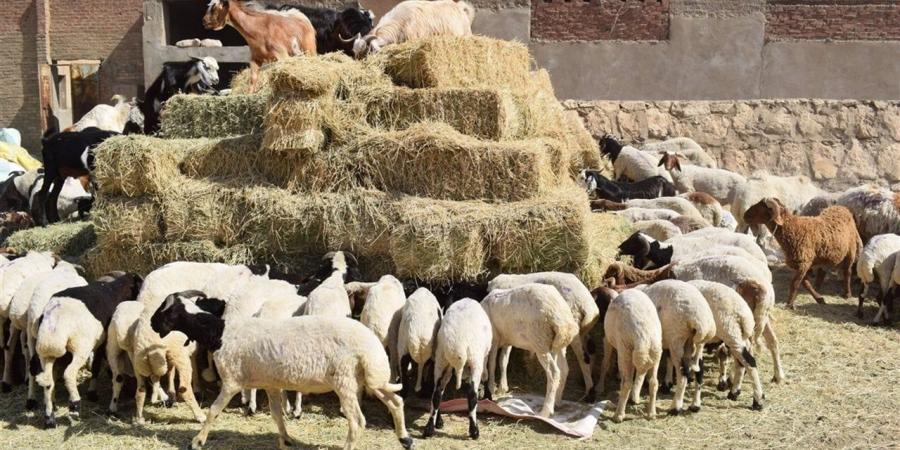 جولة موسعة لرئيس الإصلاح الزراعي لمتابعة مشروعات الثروة الحيوانية والقمح
