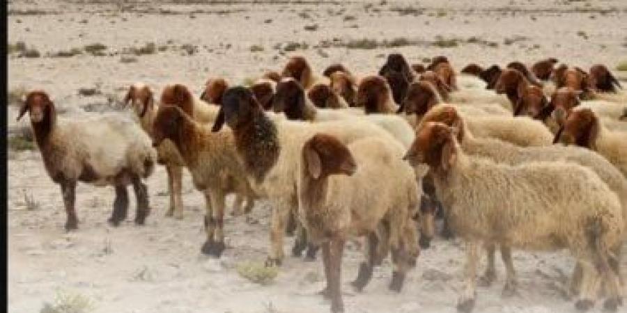 البيئة السعودية تؤكد أهمية ذبح الأضاحى داخل المسالخ لضمان سلامة اللحوم