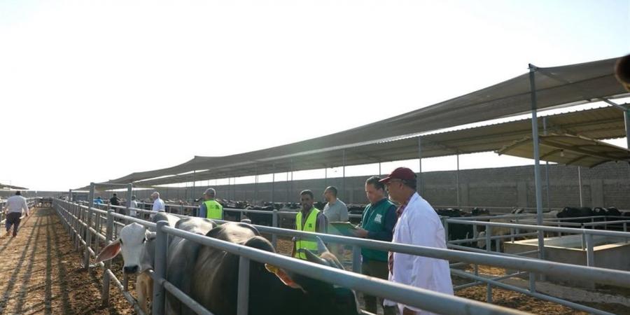 "مصر الخير": إقبال كبير على شراء صكوك الأضاحي.. ورفع درجة الاستعداد بالمجازر طوال أيام العيد