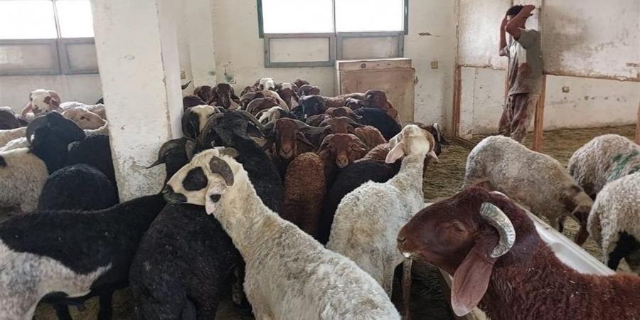 خطة وزارة الزراعة لاستقبال عيد الأضحى: لحوم مخفضة ومجازر مجانية