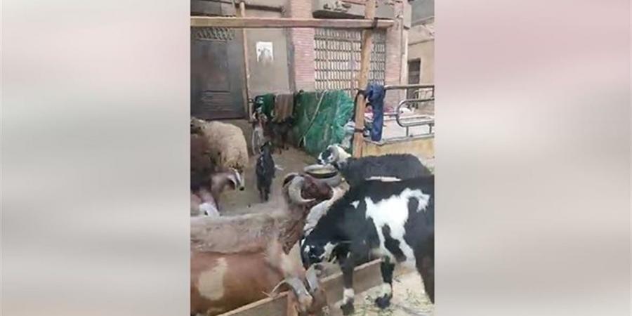 اختار أضحيتك قبل العيد.. تجار مواشي يقدمون نصائح مهمة للمواطنين (بث مباشر)