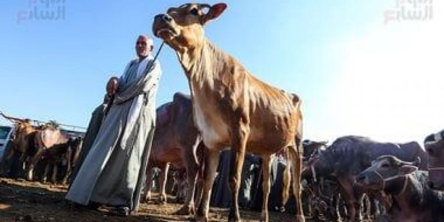 الأضحية أونلاين.. 5 مشاهد تكشف تغيير التكنولوجيا لتجربة عيد الأضحى