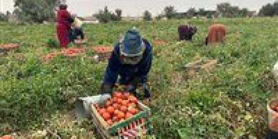 الأغذية العالمي: مصر مؤهلة لتصبح مركزًا إقليميًا للأمن الغذائي بالمنطقة العربية