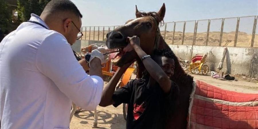 قافلة علاجية مجانية تعالج الجمال والخيول بمنطقة الأهرامات