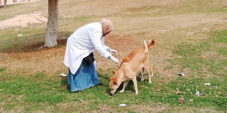 تحصين 805 كلاب ضد السعار خلال شهر واحد.. حصاد مواجهة الظاهرة في البحيرة