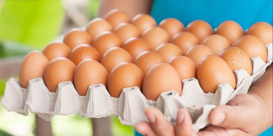 انخفاض أسعار البيض بقنا.. الطبق يسجل 65 جنيهًا بسبب الحر وتراجع الإقبال