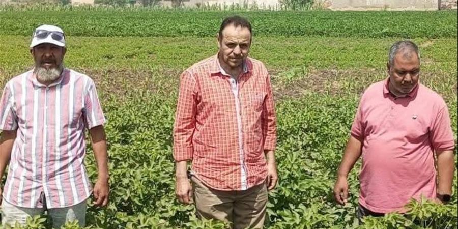 متابعة ميدانية لأعمال إطلاق طفيل الترايكوجراما بمركز ببا لدعم الزراعات الصيفية ببني سويف