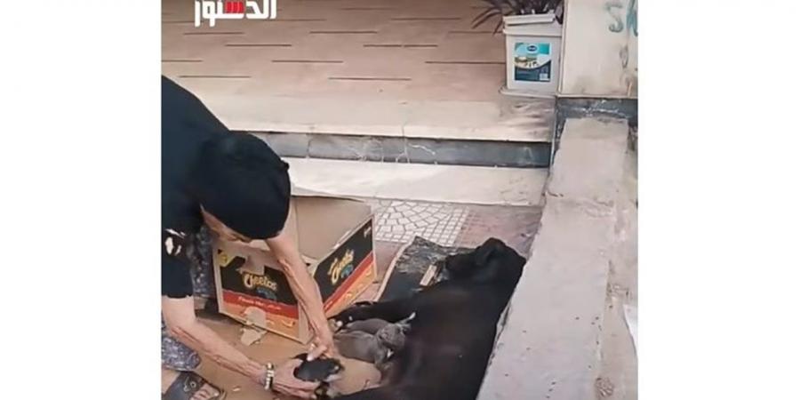 مشلتش عينها من على ولادها.. سيدة مسنه تساعد كلبة على نقل صغارها إلى مكان آمن (فيديو)