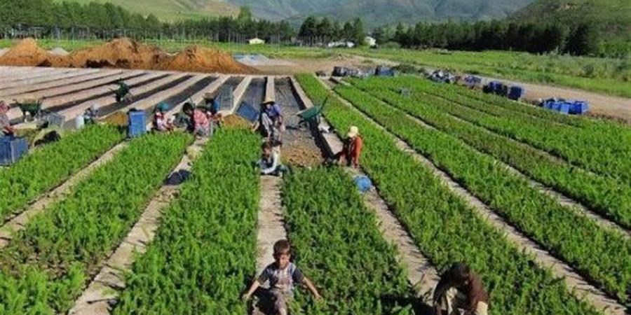 الجريدة الرسمية تنشر قرارات اعتماد الجمعيات العمومية للجمعيات الزراعية في مصر