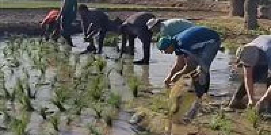 وكيل زراعة الشرقية : 211 ألف فدان مستهدف لزراعة الارز بالمحافظة