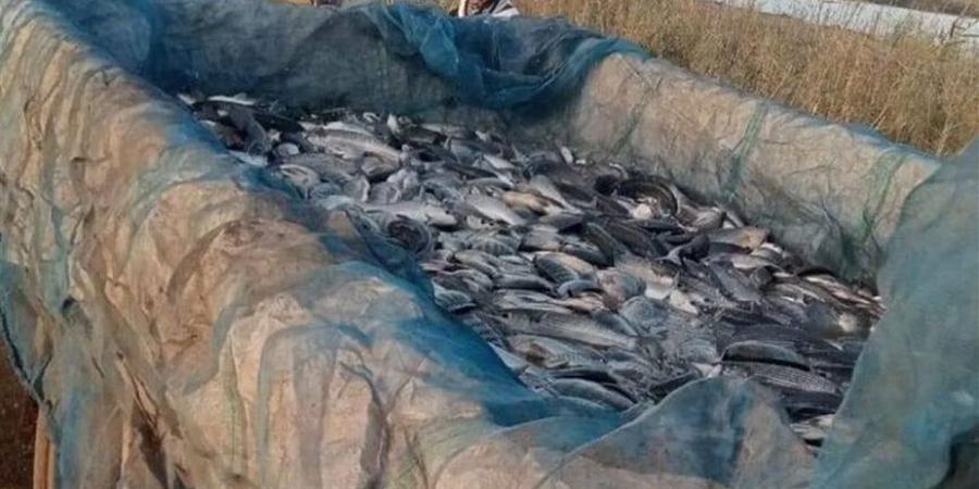 محطة تحضين الخاشعة السمكية تحقق إنتاجية متميزة تبلغ نحو 13 طنًا من الأسماك المتنوعة