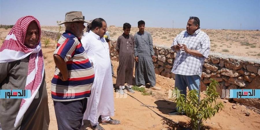 يوم حقل إرشادي لمزارعي الزيتون ضمن أنشطة مشروع برايد بمطروح