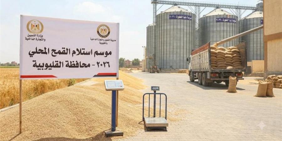 القليوبية تُحقق معدلات قياسية في استلام وتوريد القمح المحلي