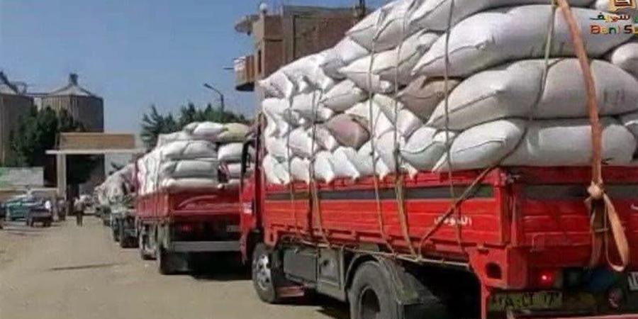 استلام 349 ألف طن قمح محلي بالصوامع والشون في بني سويف