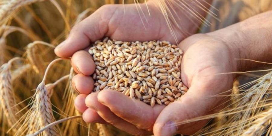 مصر نحو الاكتفاء الغذائي 2030.. استراتيجية طموحة تعيد رسم مستقبل الزراعة