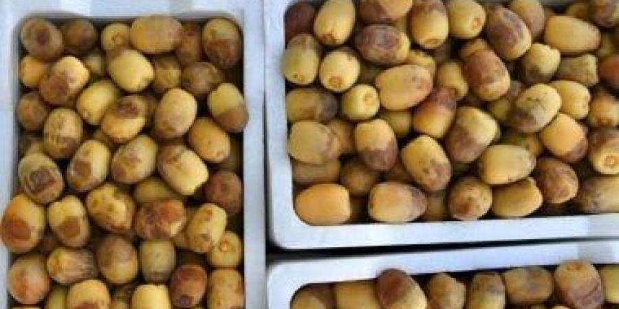الروثانة تتصدر موسم الرطب فى المدينة المنورة مع انطلاق موسم التمور