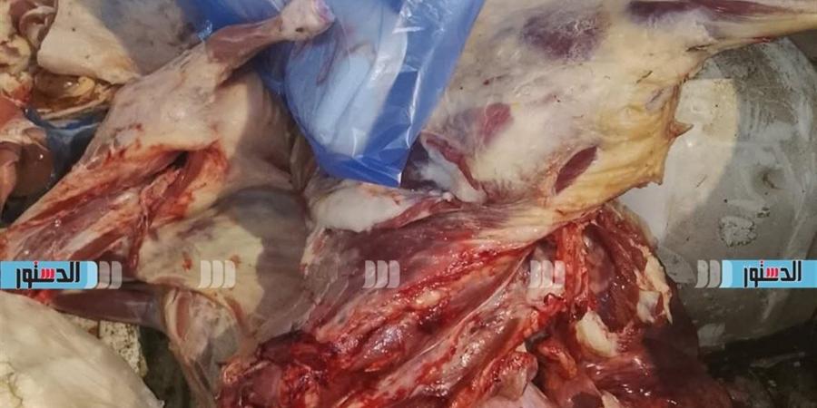 "بيطري مطروح": ضبط لحوم فاسدة ومذبوحة خارج المجازر الحكومية