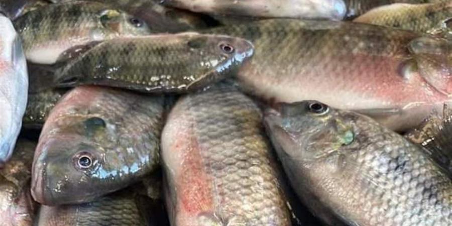 جهاز حماية البحيرات يشارك في تدشين زراعة أسماك البلطي في حقول الأرز بالغربية