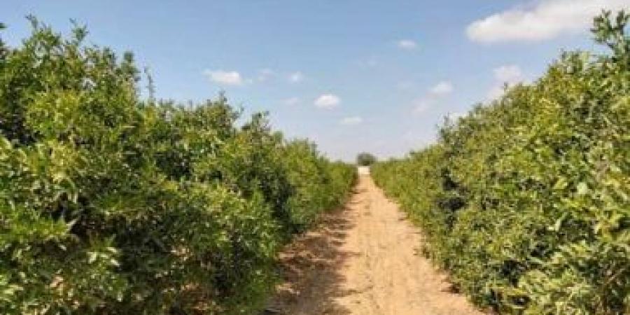 المزارع الريفية بجازان.. منتج سياحى يثرى تجربة الزوار خلال فصل الصيف