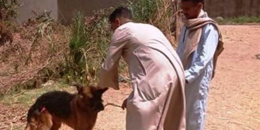"الخدمات البيطرية" تواصل حملات تحصين كلاب الشوارع ضد السعار بأسوان