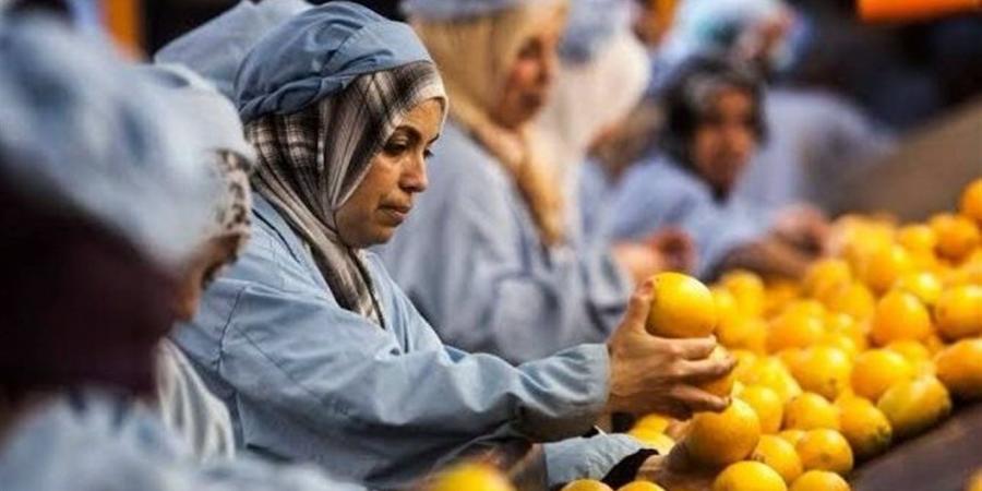 صادرات مصر الزراعية تُحقق 6.8 مليون طن منذ بداية 2026 وحتى الآن