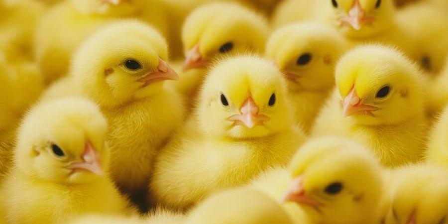 ارتفاع الكب لـ 29 جنيهًا، أسعار الكتاكيت والبط اليوم الأربعاء في بورصة الدواجن