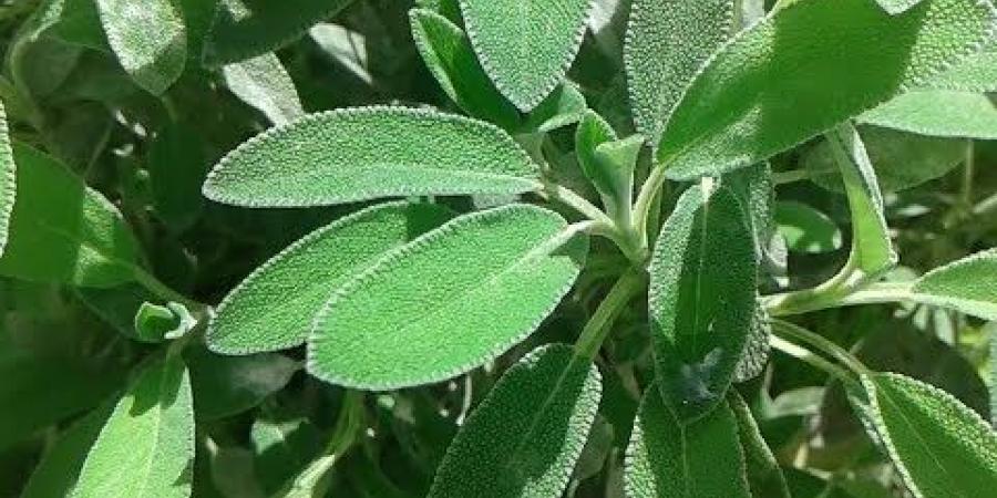 فوائد الميرمية للصحة، تدعم الذاكرة وتخفف الالتهابات