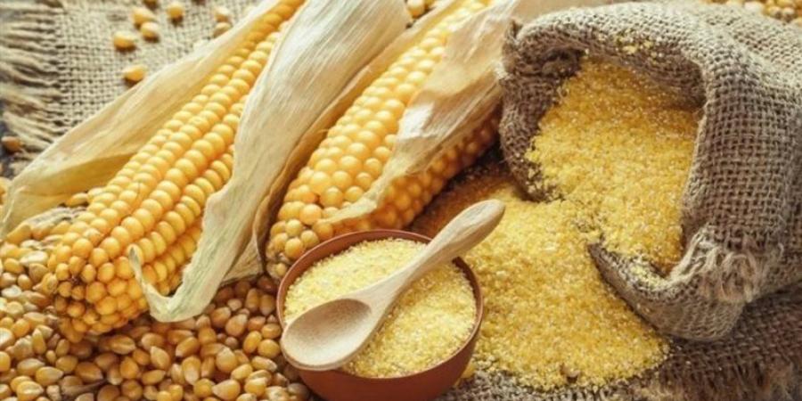 انخفاض الذرة وارتفاع الصويا، أسعار الأعلاف والحبوب اليوم في الأسواق