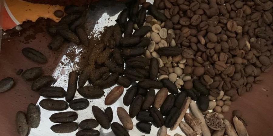 ضبط 600 كيلو بن مغشوش بنوى البلح ومنتهي الصلاحية في طنطا (صور)