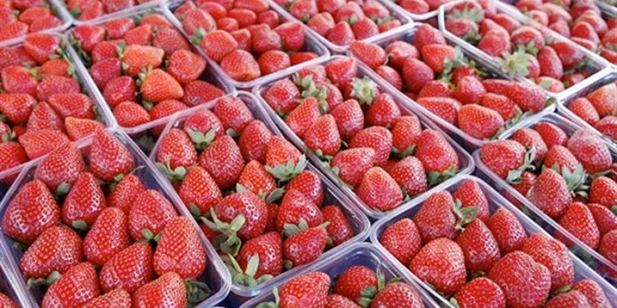 الفراولة ومركزات صناعة المشروبات الغازية في الصدارة، أبرز السلع المصدرة خلال 8 شهور