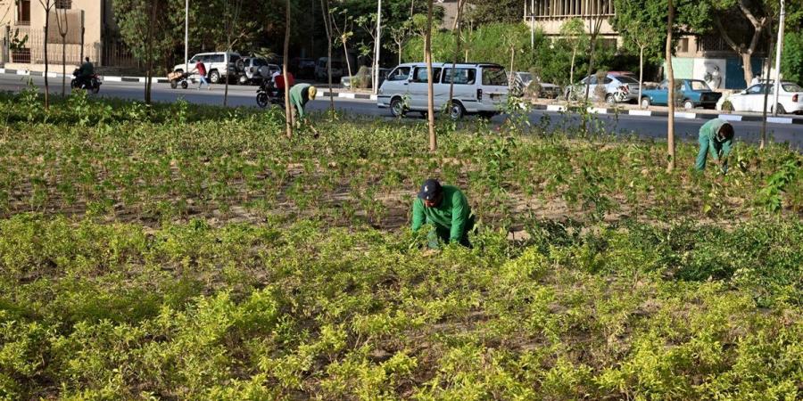 رئيس الوزراء يتفقد عددًا من مشروعات الزراعة والتشجير بمحافظة القاهرة (صور)